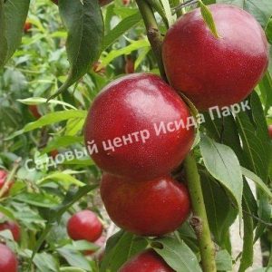 Нектарин Ванг