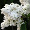 Сирень Память о Колесникове (Pamyati Kolesnikova) 15