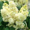 Сирень Примроуз (Primrose) 7