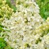 Сирень Примроуз (Primrose) 6