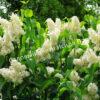 Сирень Примроуз (Primrose) 8