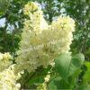 Сирень Примроуз (Primrose) 9