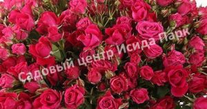 Роза Алисия