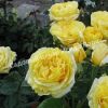 Роза Анни Дюпре 2