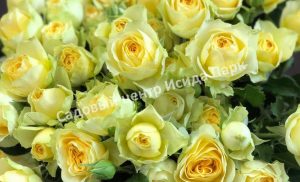 Роза Бандолеро