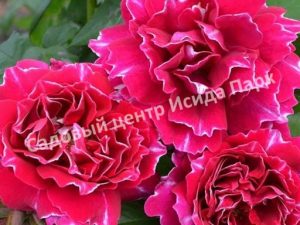 Роза Барон Жиро Де Лен