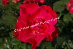 Роза Бургхаузен