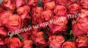 Роза Дуэт Фокси