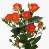 Роза Фийеста Бабл 3