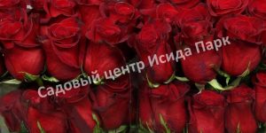 Роза Фридум Сиера