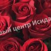 Роза Фридум Сиера 2