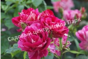 Роза Ги Савой