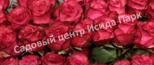 Роза Лола Паола