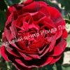 Роза Нади Ренессанс 1 Роза Нади Ренессанс 1