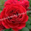 Роза Нади Ренессанс 4 Роза Нади Ренессанс 4