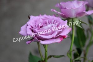 Роза Оушен Микадо