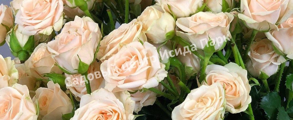 Роза Яна