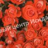 Роза Задик 1