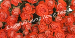 Роза Задик