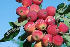 Яблоня Бельфлер китайка