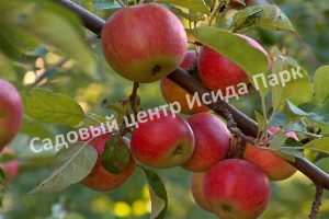 Яблоня Дедушкино