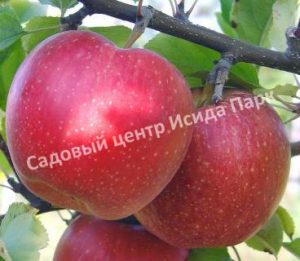 Яблоня Малиновый Делишес