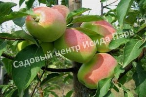 Яблоня Розмарин русский