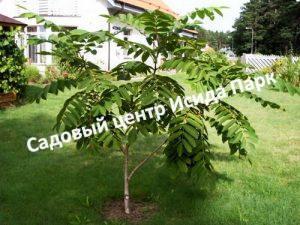 Орех Грецкий Астаховский