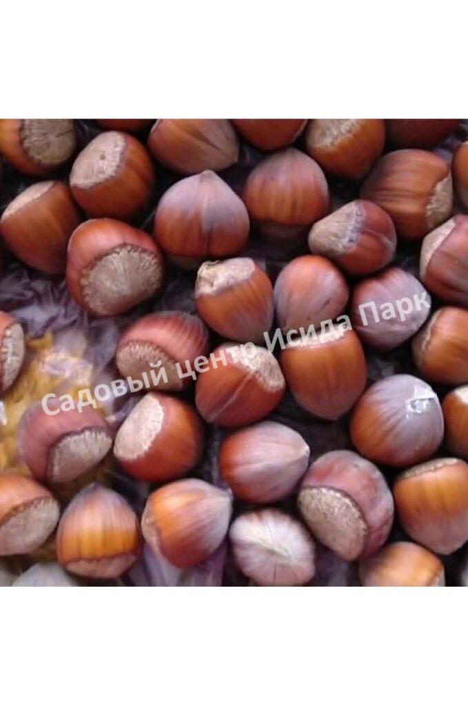 Фундук лещина Шедевр (A masterpiece) Фундук лещина Шедевр (A masterpiece)