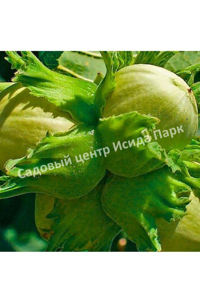 Фундук лещина Шедевр (A masterpiece) Фундук лещина Шедевр (A masterpiece)