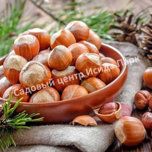 Фундук лещина Шедевр (A masterpiece) Фундук лещина Шедевр (A masterpiece)