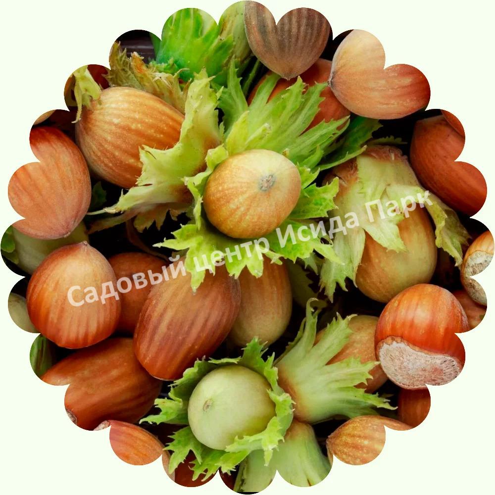 Фундук лещина Шедевр (A masterpiece) Фундук лещина Шедевр (A masterpiece)