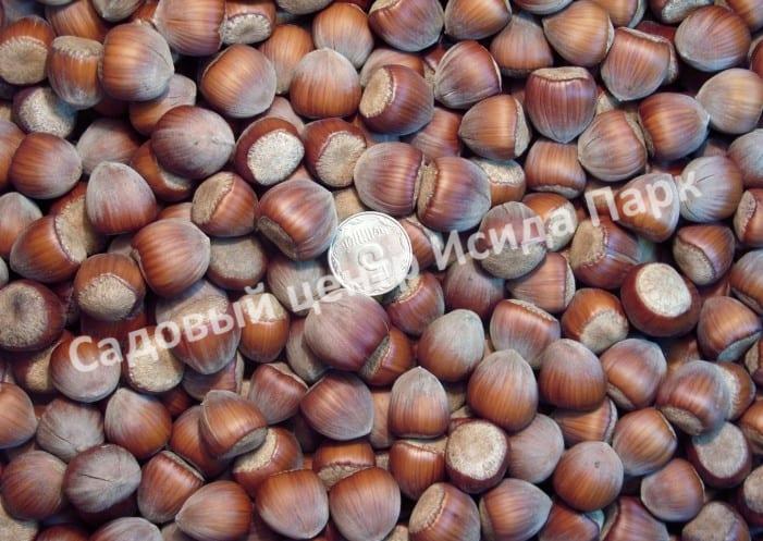 Фундук лещина Шедевр (A masterpiece) Фундук лещина Шедевр (A masterpiece)