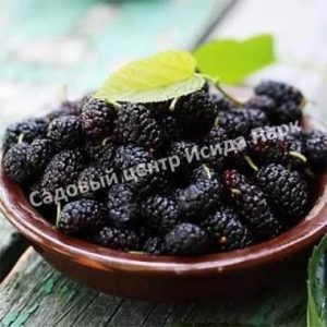Шелковица Шелли