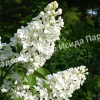 Сирень Альба 2