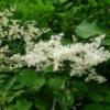 Сирень Амурская (Syringa amurensis) 6