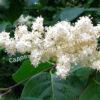 Сирень Амурская (Syringa amurensis) 14