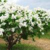Сирень Амурская (Syringa amurensis) 5