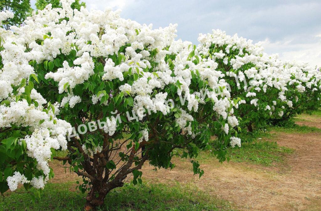 Сирень Амурская (Syringa amurensis)