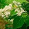 Сирень Амурская (Syringa amurensis) 16