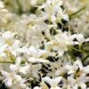 Сирень Амурская (Syringa amurensis) 18