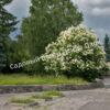 Сирень Амурская (Syringa amurensis) 7