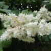 Сирень Амурская (Syringa amurensis) 19