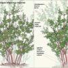 Сирень Амурская (Syringa amurensis) 20
