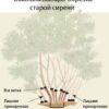 Сирень Амурская (Syringa amurensis) 21