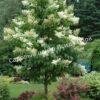 Сирень Амурская (Syringa amurensis) 22