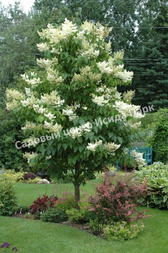 Сирень Амурская (Syringa amurensis)