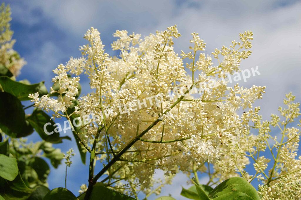 Сирень Амурская (Syringa amurensis)