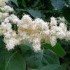 Сирень Амурская (Syringa amurensis) 8