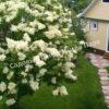 Сирень Амурская (Syringa amurensis) 24